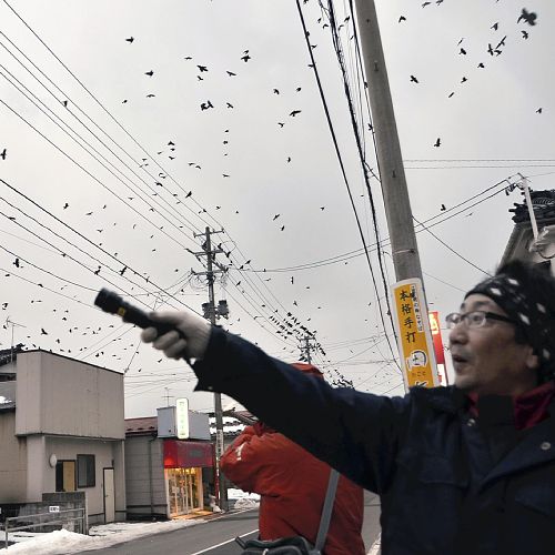 レーザーポインター カラス